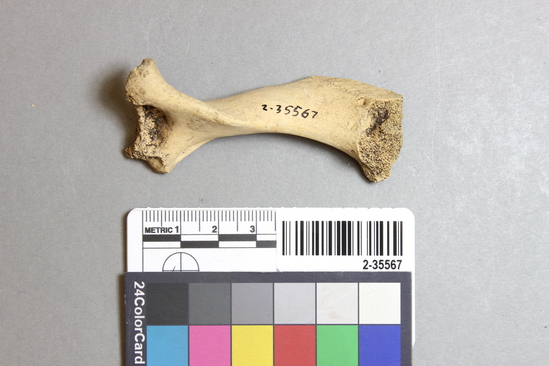 Hearst Museum object titled Mammal bone, accession number 2-35567, described as Sea Otter; juvenile left humerus.