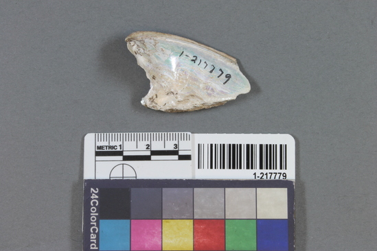 Hearst Museum object titled Shell fragment, accession number 1-217779, described as Shell fragment