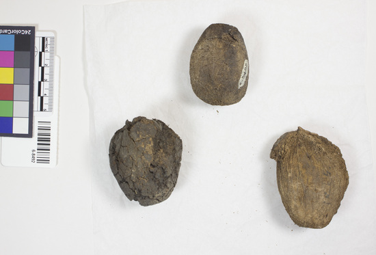 Hearst Museum object titled Doum, accession number 6-8492, described as Doum palm nuts