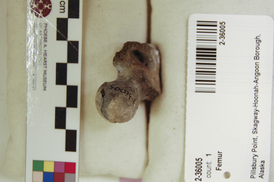 Hearst Museum object titled Mammal bone, accession number 2-36005, described as Sea otter, right femur. Calcined