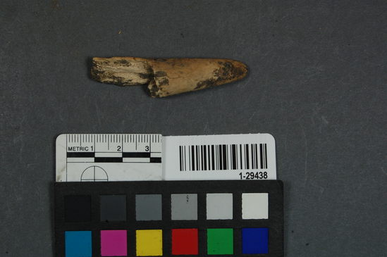 Antler fragment