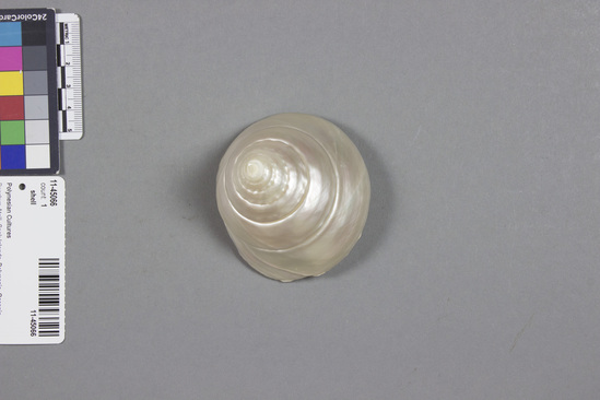 Shell