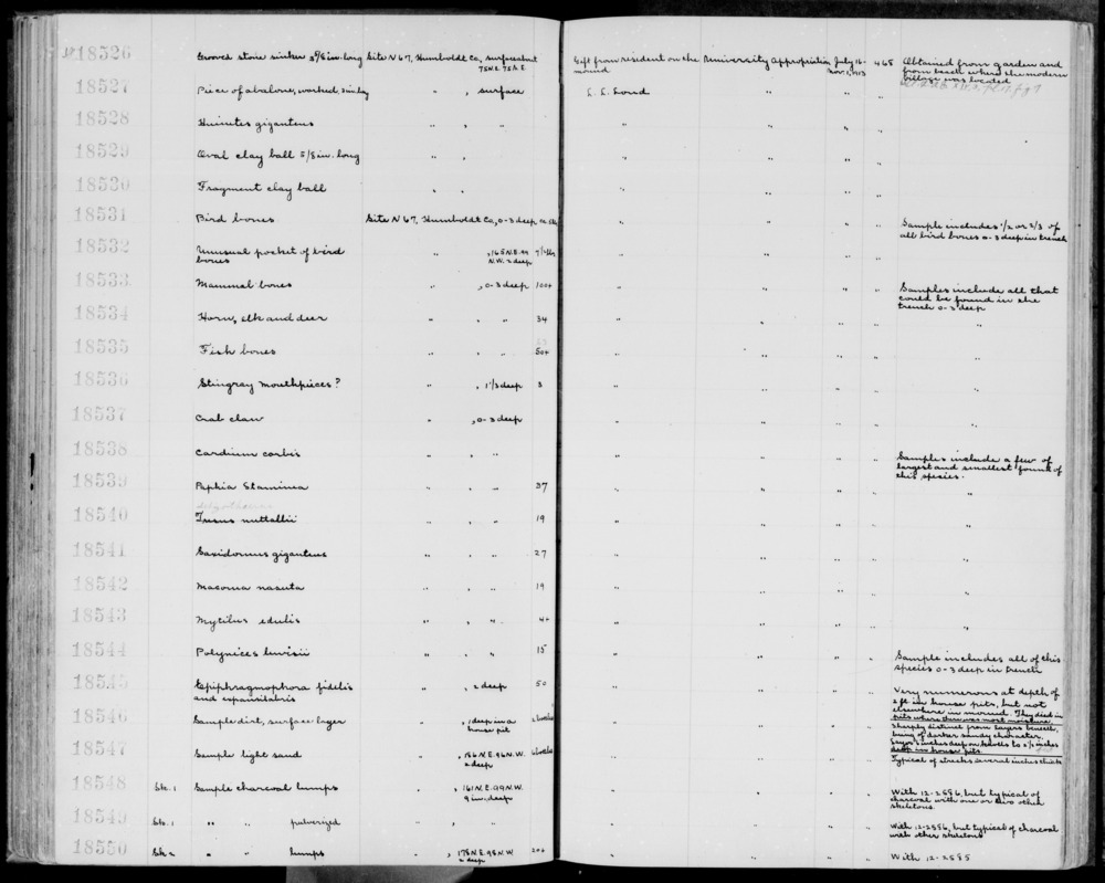 Documentation associated with Hearst Museum object titled Shell sample, accession number 1-18541, described as Saxidomus giganteus, Saxidomus nuttalli. Samples include a few of largest and smallest found of this species.