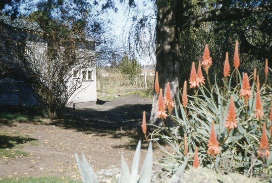 Hearst Museum object titled Color slide, accession number 25-19814, described as Plants and white building on dirt ground