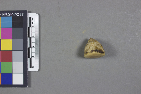 Hearst Museum object titled Tooth or ivory, accession number 11-588, described as Tooth or ivory --CHECK OBJECT NAME