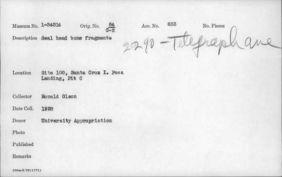 Documentation associated with Hearst Museum object titled Faunal remains, accession number 1-34514, described as Seal skull fragment Notice: Image restricted due to its potentially sensitive nature. Contact Museum to request access.