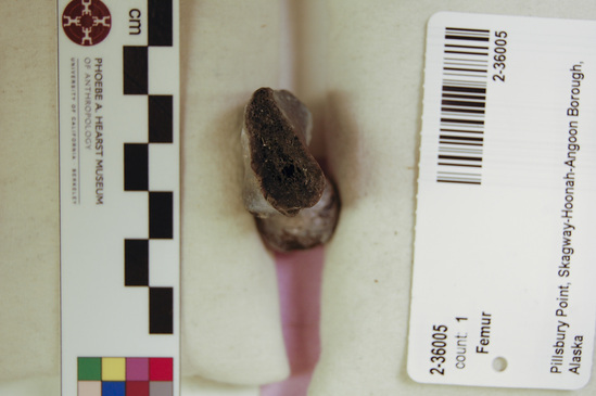 Hearst Museum object 3 of 7 titled Mammal bone, accession number 2-36005, described as Sea otter, right femur. Calcined