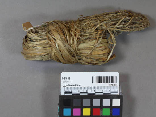 Hearst Museum object titled Milkweed fiber, accession number 1-21683, described as Specimen, ethnobotanical; milkweed fiber. Raw material for string.