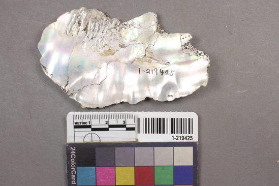 Hearst Museum object titled Shell fragment, accession number 1-219425, described as abalone shell frag.