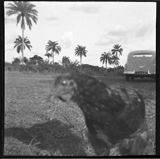 Hearst Museum object titled Black-and-white negative, accession number 15-30842, described as Black and white negative, 2.25'' Nigeria, Meko, Berta's chicken, "Siken", 1951