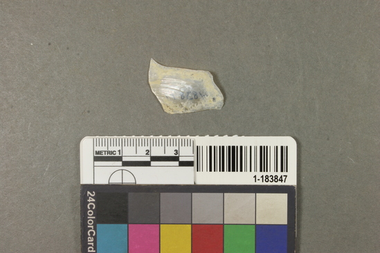 Hearst Museum object titled Shell fragment, accession number 1-183847, described as Freshwater mussel shell.