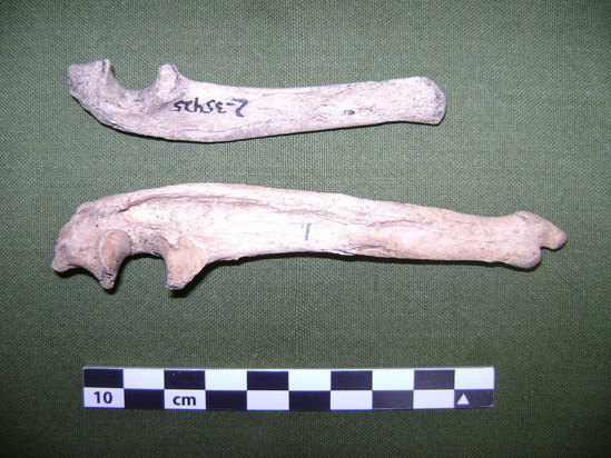 Hearst Museum object 2 of 2 titled Mammal bone, accession number 2-35425, described as Sea otter right ulna