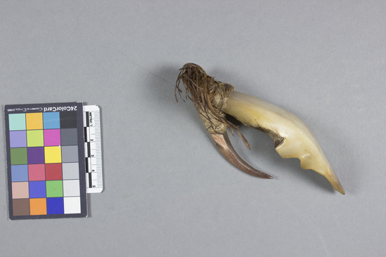 Hearst Museum object titled Fishhook and fishing lure, accession number 11-3364, described as Pearl-shell fish hook