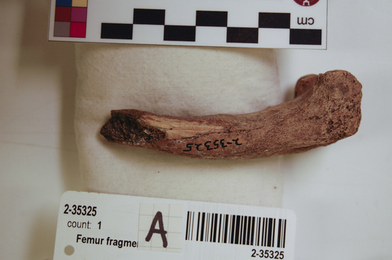 Hearst Museum object 7 of 13 titled Mammal bone, accession number 2-35325, described as Sea otter, right femur fragment