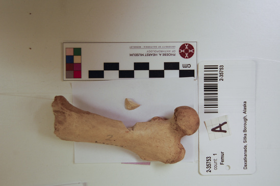 Hearst Museum object 10 of 14 titled Mammal bone, accession number 2-35753, described as Sea otter, left femur.