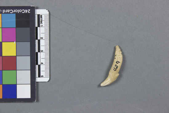 Hearst Museum object titled Fishhook point, accession number 11-14591, described as Dog tooth fish hook point