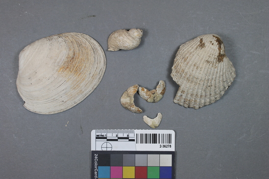 Hearst Museum object titled Shell, accession number 2-36278, described as 5 bivalve shells, 1 conch shell