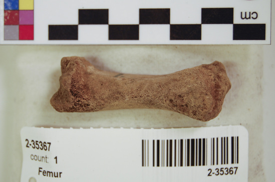 Hearst Museum object 10 of 11 titled Mammal bone, accession number 2-35367, described as Sea otter right femur, juvenile