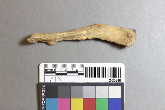 Hearst Museum object titled Mammal bone, accession number 2-35640, described as Sea otter right radius