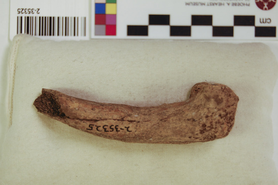 Hearst Museum object 4 of 13 titled Mammal bone, accession number 2-35325, described as Sea otter, right femur fragment