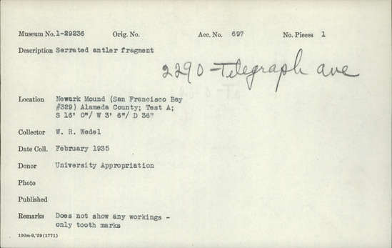 Documentation associated with Hearst Museum object titled Antler fragment, accession number 1-29236, described as Antler, serrated; does not show any workings, only tooth marks.
