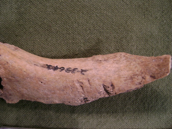 Hearst Museum object 16 of 16 titled Mammal bone, accession number 2-35642, described as Sea otter, juvenile left femur