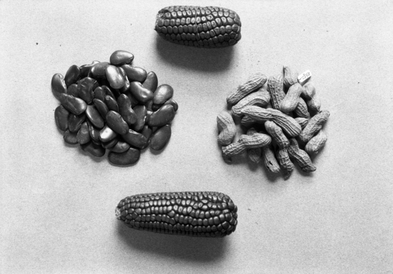 Hearst Museum object titled Black-and-white negative, accession number 15-9476, described as Maize, lima beans, peanuts, respectively; Peru, Ica Valley.