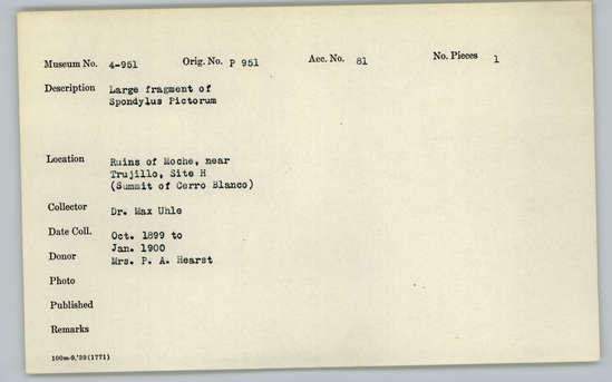 Documentation associated with Hearst Museum object titled Shell fragment, accession number 4-951, described as Large fragment of Spondylus pictorum.