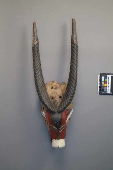 Hearst Museum object 3 of 4 titled Mask, accession number 5-3317, described as Carved wooden mask. Antelope head with long horns. Painted red, white and black. L = 28.25”.