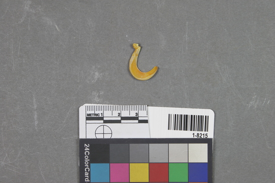 Hearst Museum object titled Fishhook, accession number 1-8215, described as haliotis fishhook