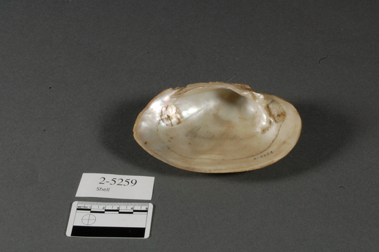 Hearst Museum object titled Shell, accession number 2-5259, described as Half of freshwater clam shell; length 12 cm.