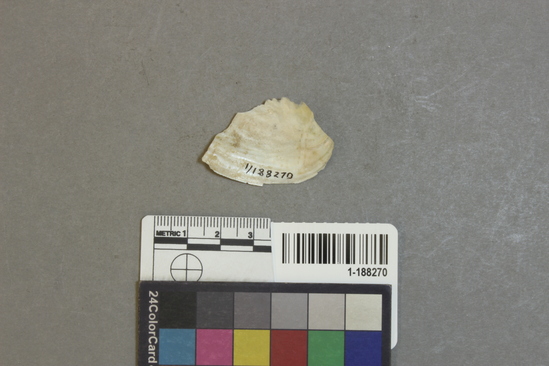 Hearst Museum object titled Shell fragment, accession number 1-188270, described as Shell fragment