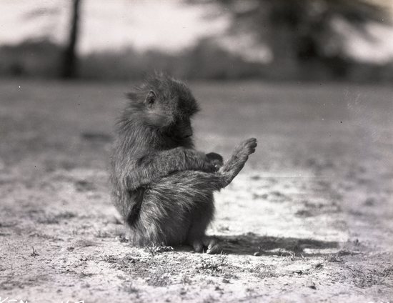 Hearst Museum object titled Black and white negative, accession number 15-32293, described as 4" x 5" Negative. Bagoon in center foreground. Baboon sits and raises one of his legs for grooming. Hoefler's original description: "Baboon at home. There are many species of baboon, and all of them are amongst the most interesting of the monkey family. There are hundreds of thousands of these creatures in Africa, but in spite of this, it is most difficult to obtain photographs of them; for they consider man their enemy, and have very elaborate system of warning by which they keep at a goodly distance from all intruders. Photograph shows a nearly full grown male in a very characteristic pose.