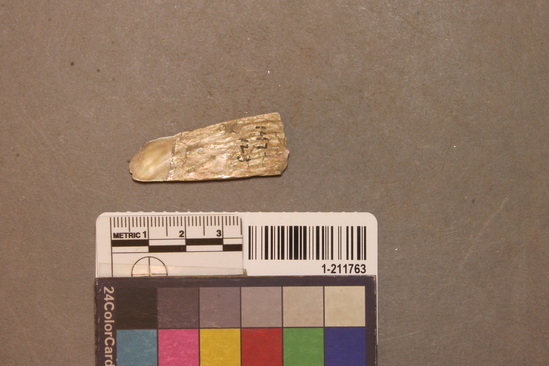 Hearst Museum object titled Shell fragment, accession number 1-211763, described as Triangular haliotis; fragmentary.