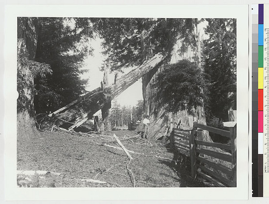 Hearst Museum object titled Black-and-white negative, accession number 15-3167, described as Yimantuwiñyai's cane