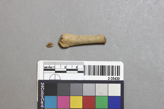 Hearst Museum object titled Mammal bone, accession number 2-35430, described as Sea otter, metatarsal