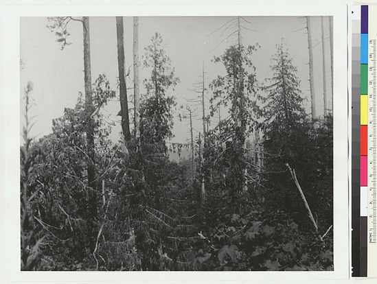 Hearst Museum object titled Black-and-white negative, accession number 15-2940, described as Cedars on wagon road