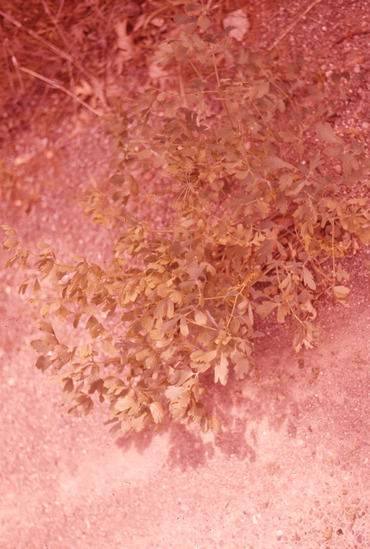 Hearst Museum object titled Color slide, accession number 25-5738, no description available.