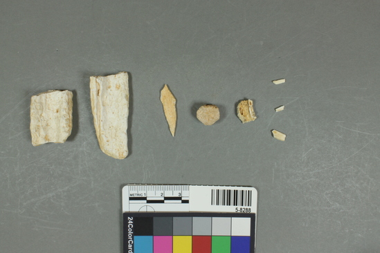 Hearst Museum object titled Faunal remains, accession number 5-8288, described as Bone fragments