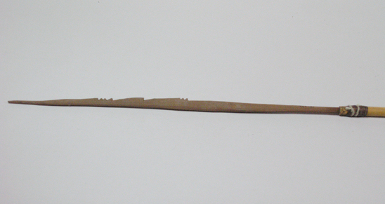 Hearst Museum object titled Arrow, accession number 16-352, described as Arrow, barbed hardwood point, cane shaft, feathers in poor condition.