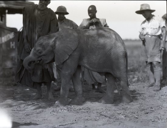 Hearst Museum object titled Black and white negative, accession number 15-32363, described as 4" x 5" Negative. Elephant owned by the Emir in a small village, French Congo.  Hoefler's original description: "French Congo. This young elephant belonged to an Emir at an isolated village in the sandy wastes of the French Congo.