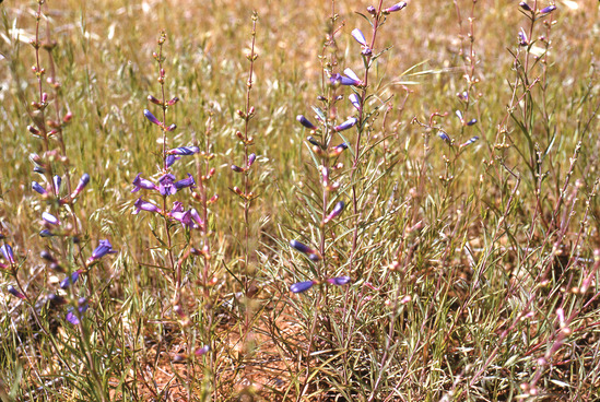 Hearst Museum object titled Color slide, accession number 25-5590, no description available.