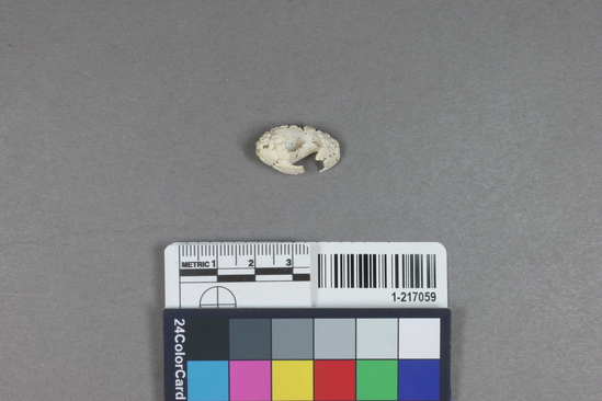 Hearst Museum object titled Shell fragment, accession number 1-217059, described as Olivella shell, fragmentary