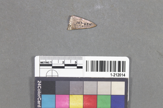 Hearst Museum object titled Shell fragment, accession number 1-212014, described as Triangular haliotis; one end perforated; broken or fragmentary.