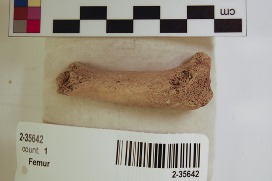 Hearst Museum object 2 of 16 titled Mammal bone, accession number 2-35642, described as Sea otter, juvenile left femur