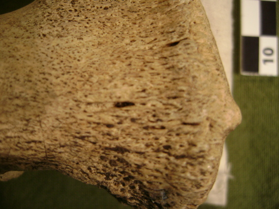 Hearst Museum object titled Mammal bone, accession number 2-35830, described as Sea lion (?) foot bone. Metapodial.