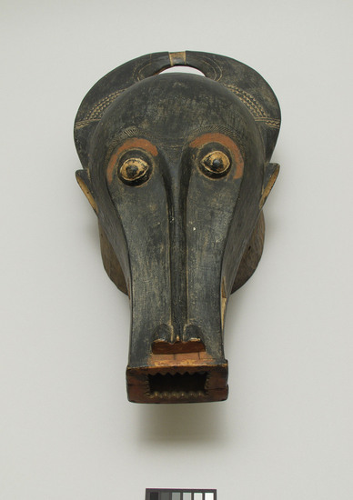 Hearst Museum object titled Mask, accession number 5-16203, described as Baule mask called Dje, representing African buffalo or bush cow.  carved horns with toothed design.  carved eyes (reddish and tan), long snout with nostrils.  stylized teeth each side of snout.  opening end of snout with surrounding teeth.  holes in neck to hold raffia ruff (missing).  black point. Bascom card description, "Baule mask called Dje. representing African buffalo or “ bush Cow”. Himelheber said. (Collected Dakar 1962 25.56) Unused - Value per Ralph Altmen # 750. Illustrated: Bascom, African Arts 1967 # 64.