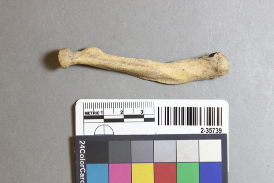 Hearst Museum object titled Mammal bone, accession number 2-35739, described as Sea otter, left radius.