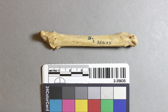 Hearst Museum object 4 of 4 titled Mammal bone, accession number 2-35635, described as Sea otter metatarsal