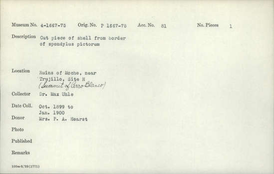 Documentation associated with Hearst Museum object titled Cut shell piece, accession number 4-1669, described as Cut piece of shell from border of Spondylus pictorum.